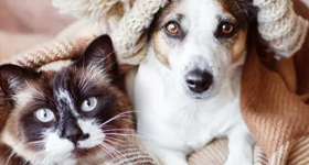 Super zoo Super zoo zľavový kód - 7% zľava na chovateľské potreby