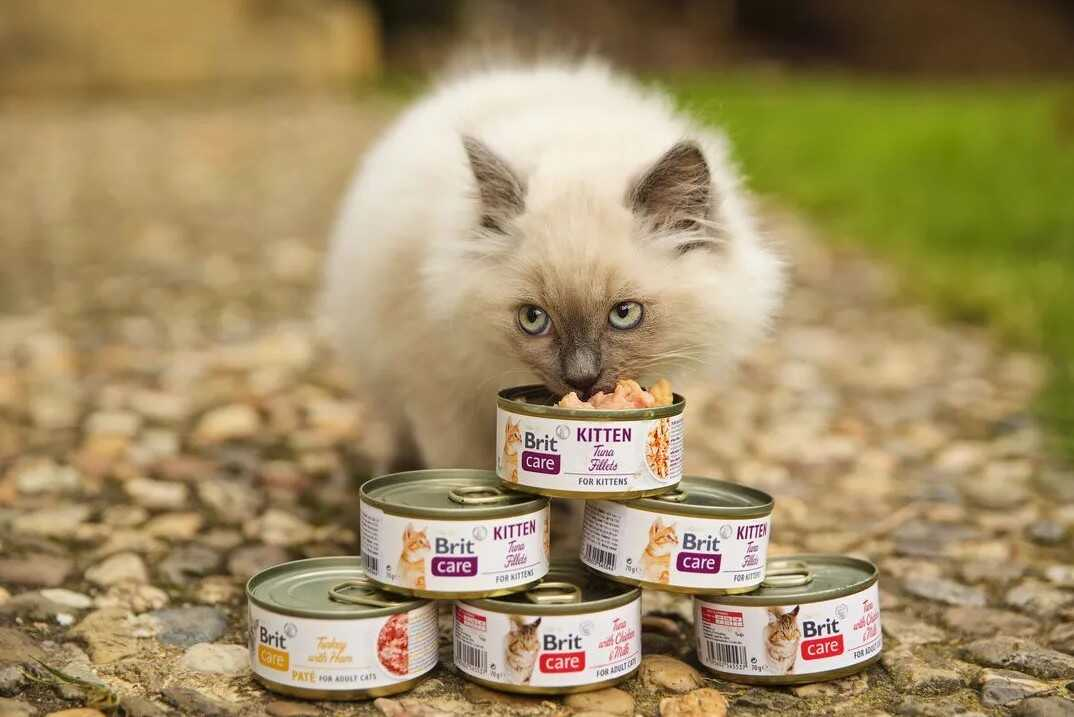 mačiatko papá z konzervy