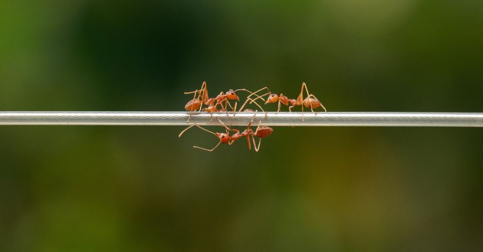 kablovy-drot-mravce
