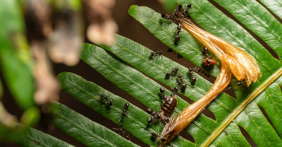 list-rastliny-mravce