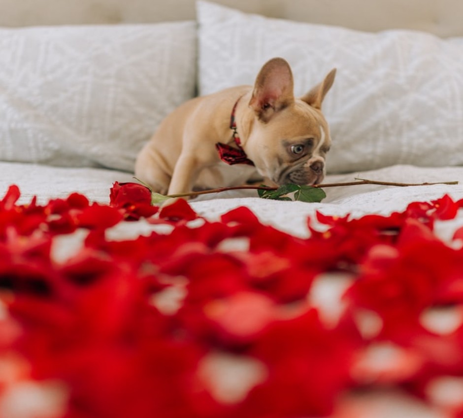 pes na posteli plnej kvetov