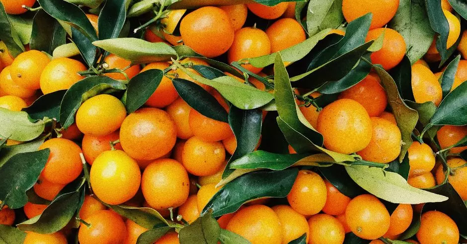 mandarinky-strom-listy
