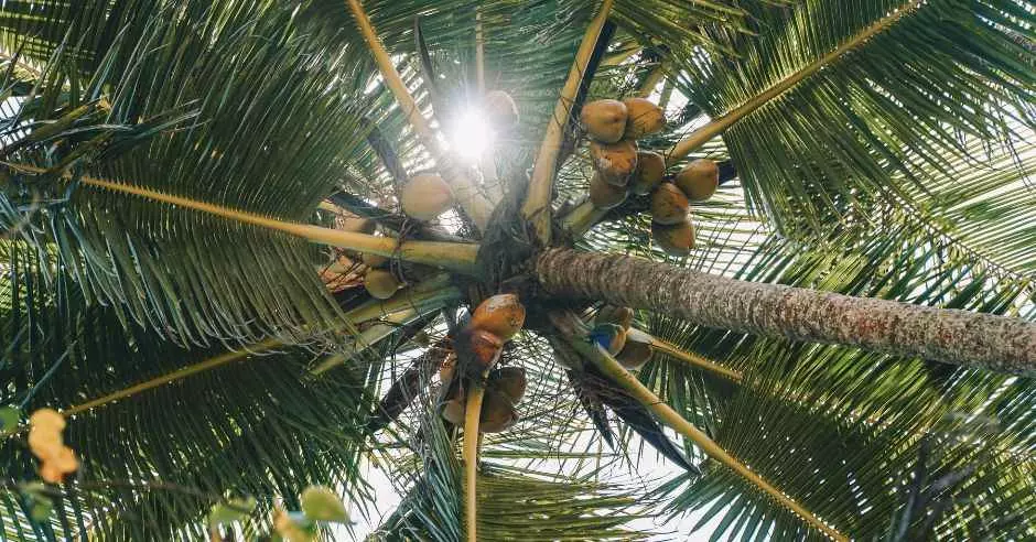 palma-kokosove-orechy