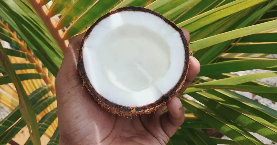 ruka-kokosovy-orech-palmovy-list