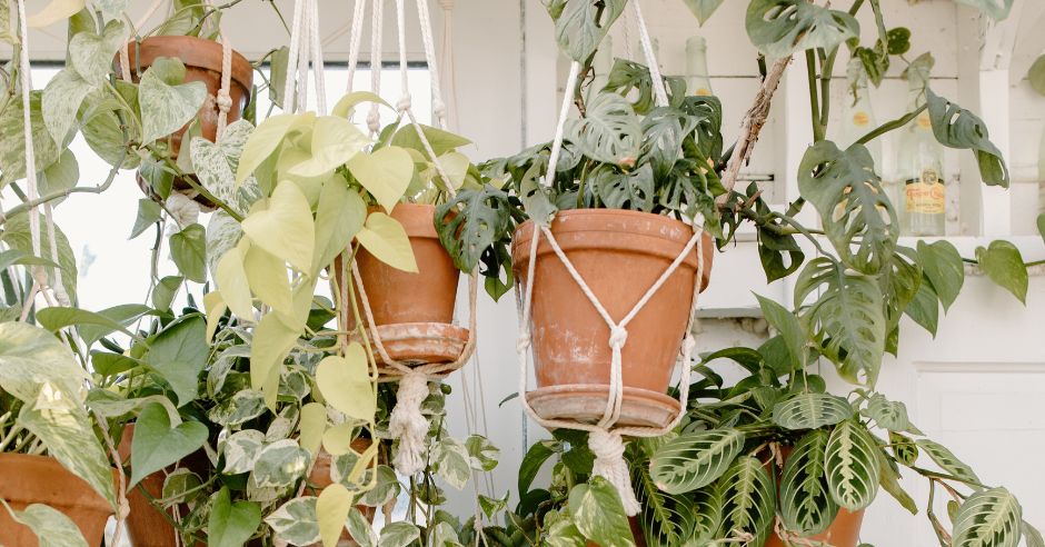 macrame-zavesene-rastliny